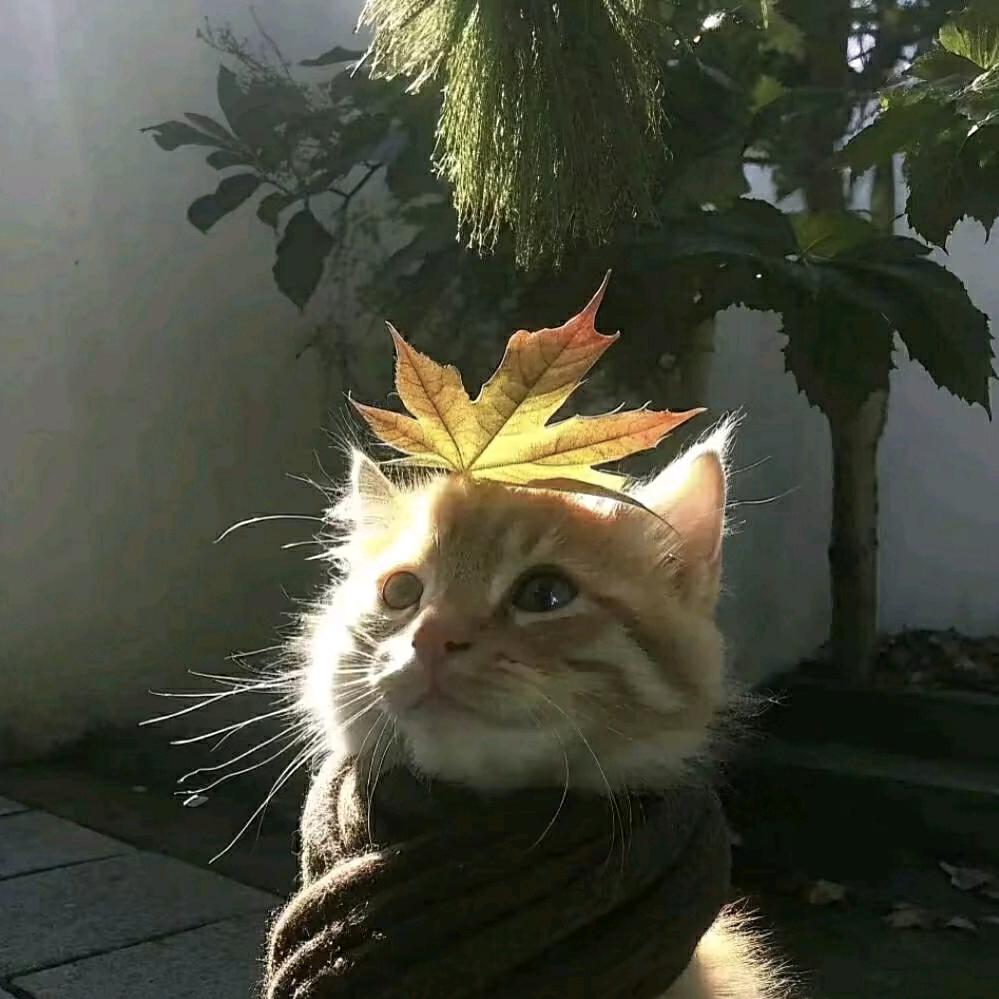 月见✨