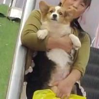 小短腿
