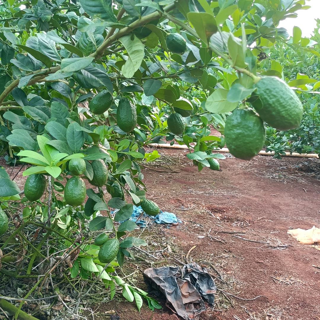 广东香水柠檬(徐闻)