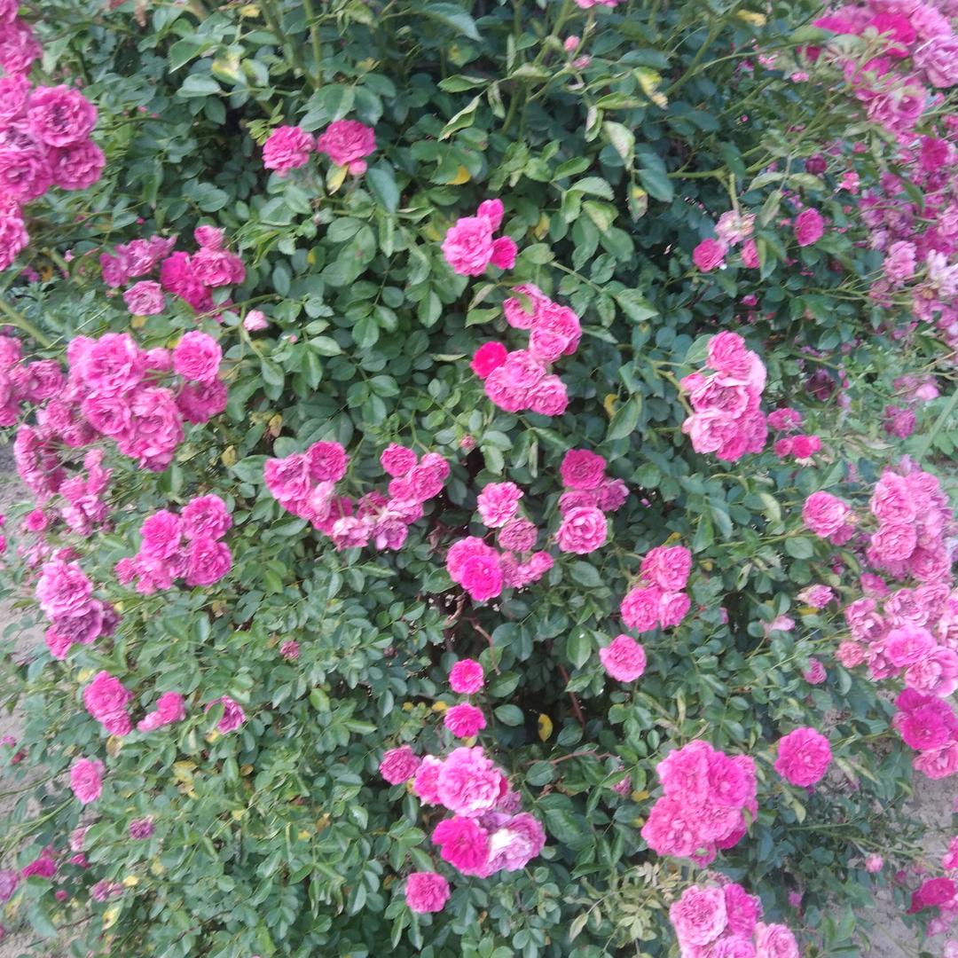 我是一个单亲妈妈