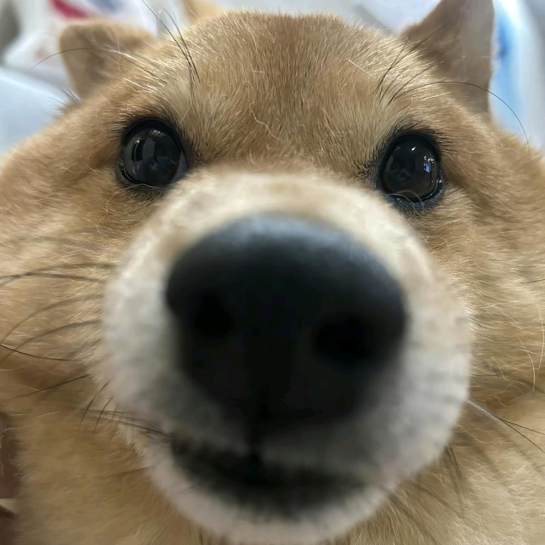 A花飒