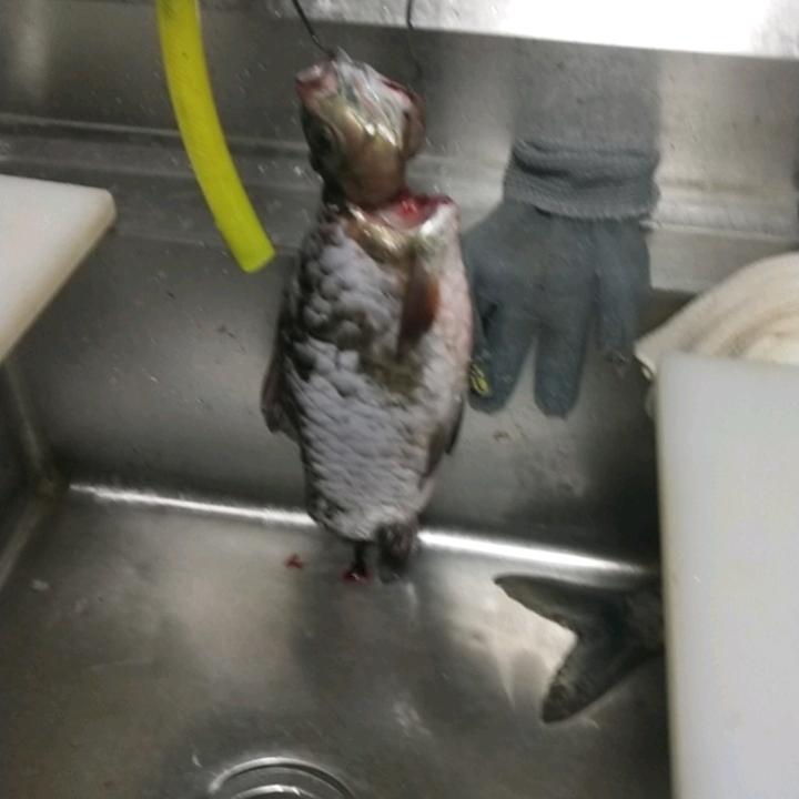在柳州三文鱼横县鱼生