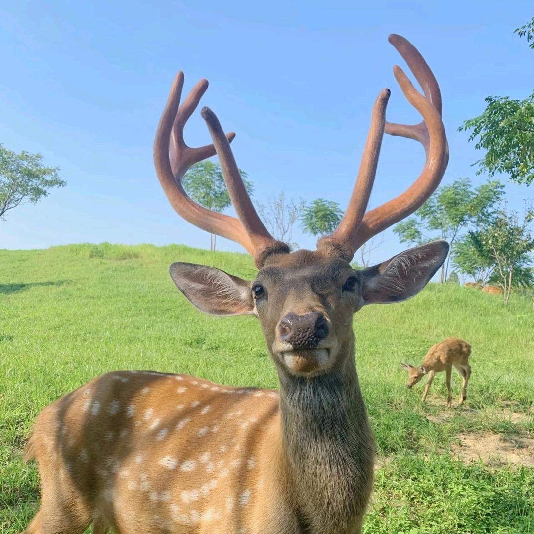 吉林梅美鹿制品