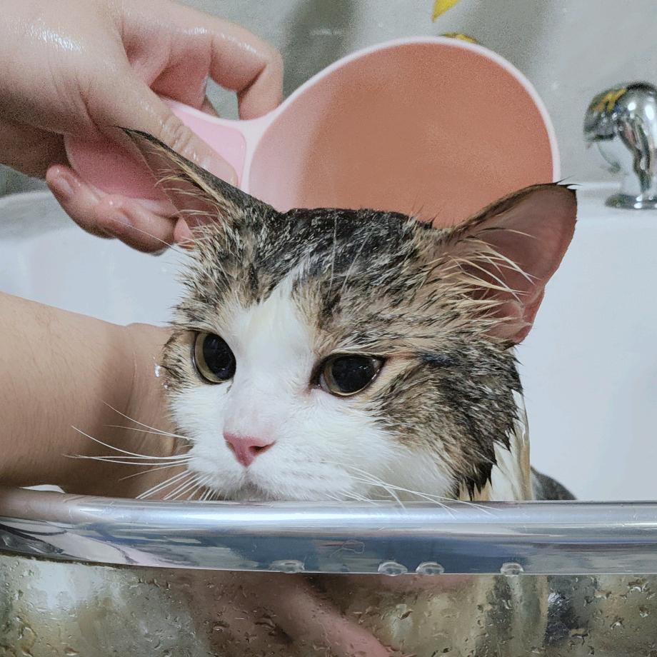 酷狗宠物医院  糖糖