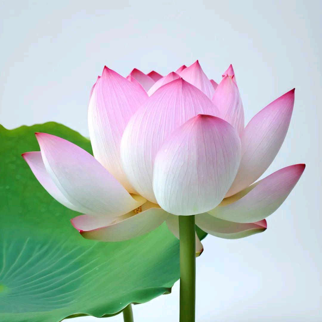 🦋莉᭄🕊姐᭄ꦿᩚ٭：拒私聊