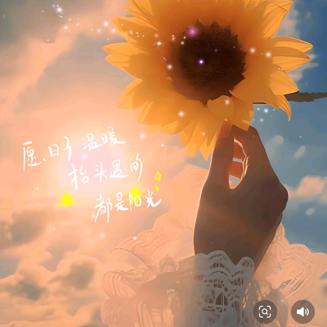 🌻🌻🌻🌻
