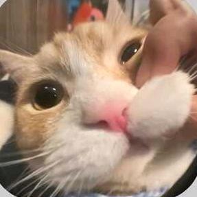 🐯