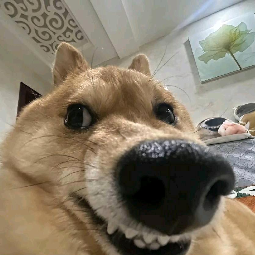 讨口子