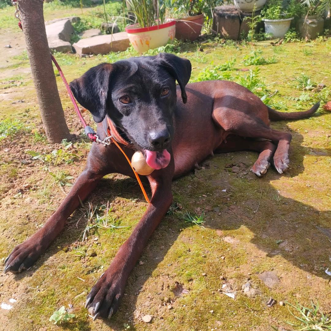 青川红猎犬，小梁