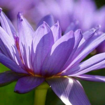 王姐(76，龙)狼牙山拒私聊勿连赞