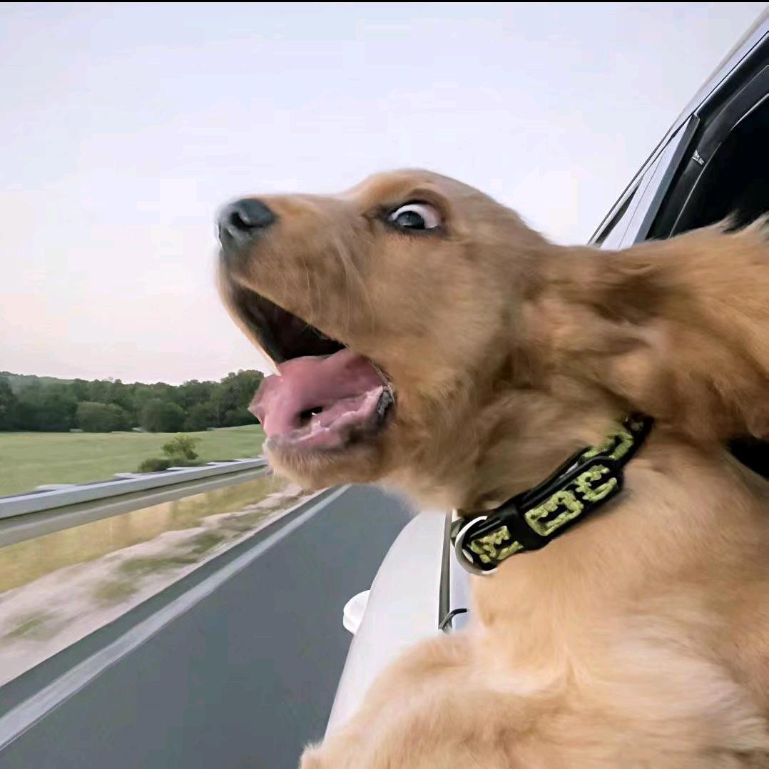 冷漠无情的哈巴狗