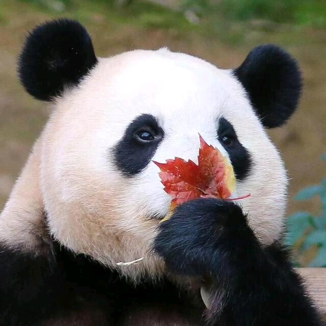 🍀亿股🍀幸运风