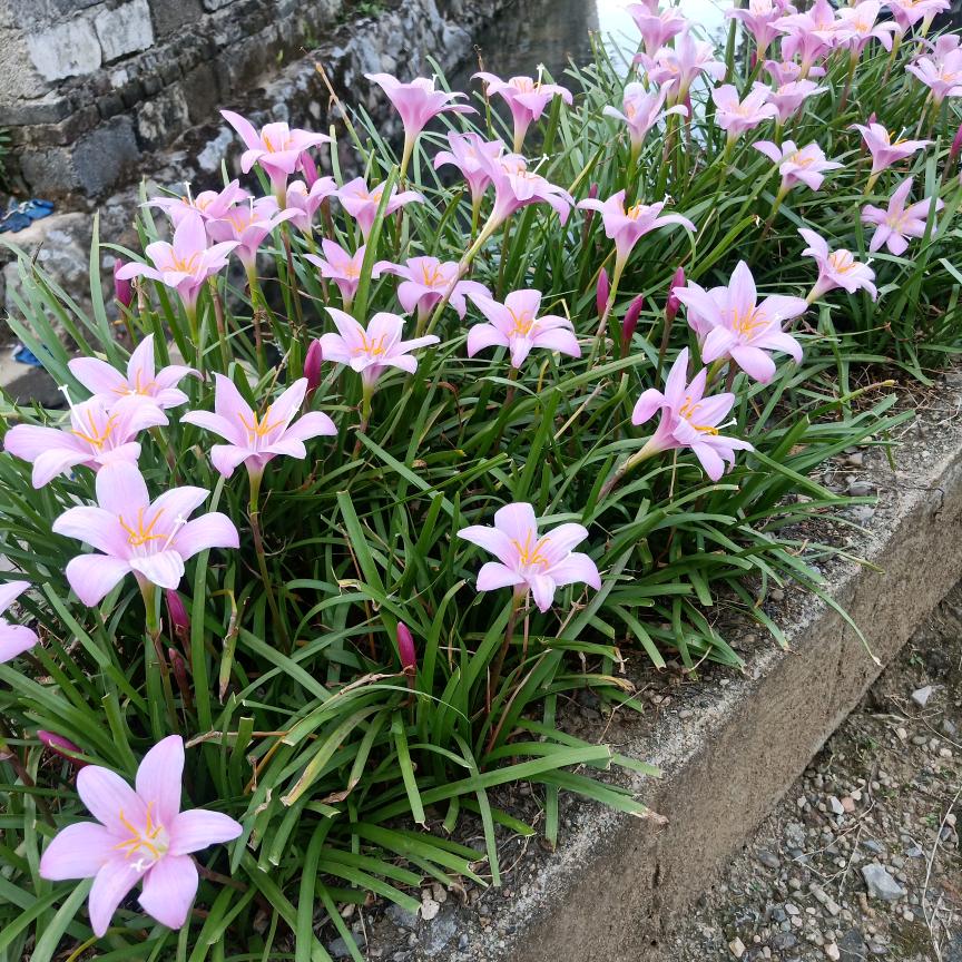 王子哥