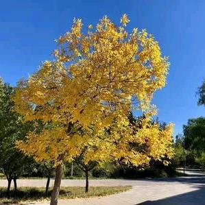 朱古力（小助理）