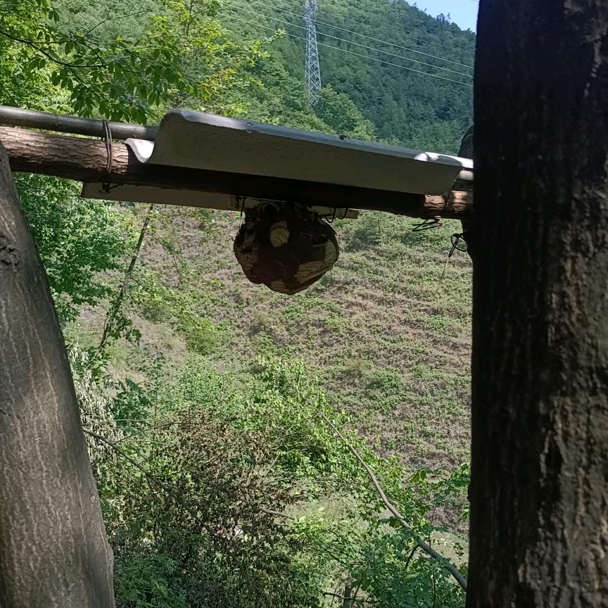 顺发中蜂胡蜂养殖