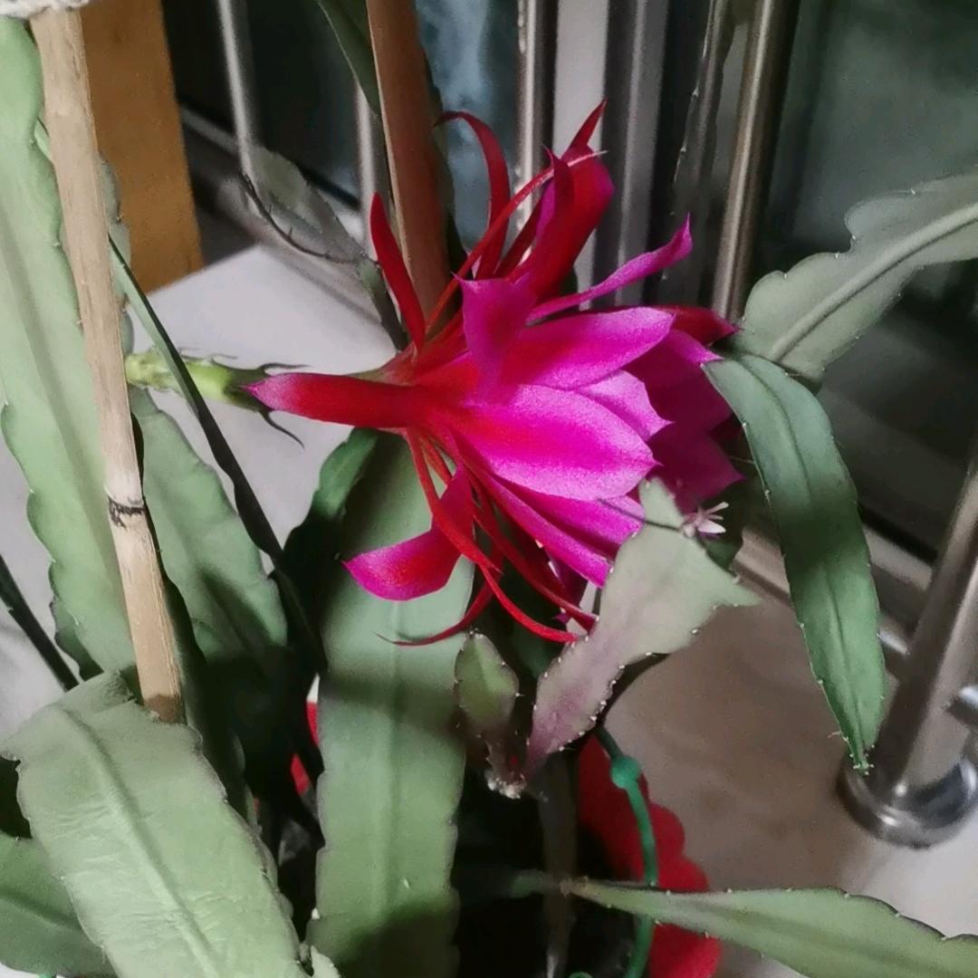 百占古月