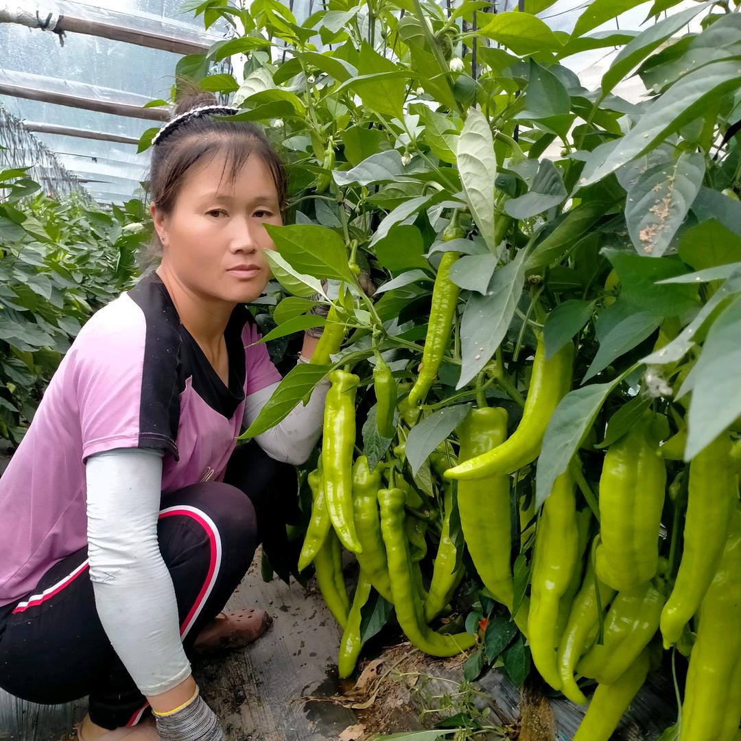 大棚花姐