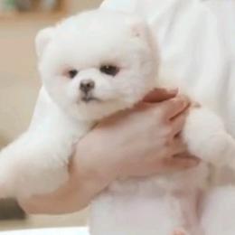 薪享事成(小摇杆)