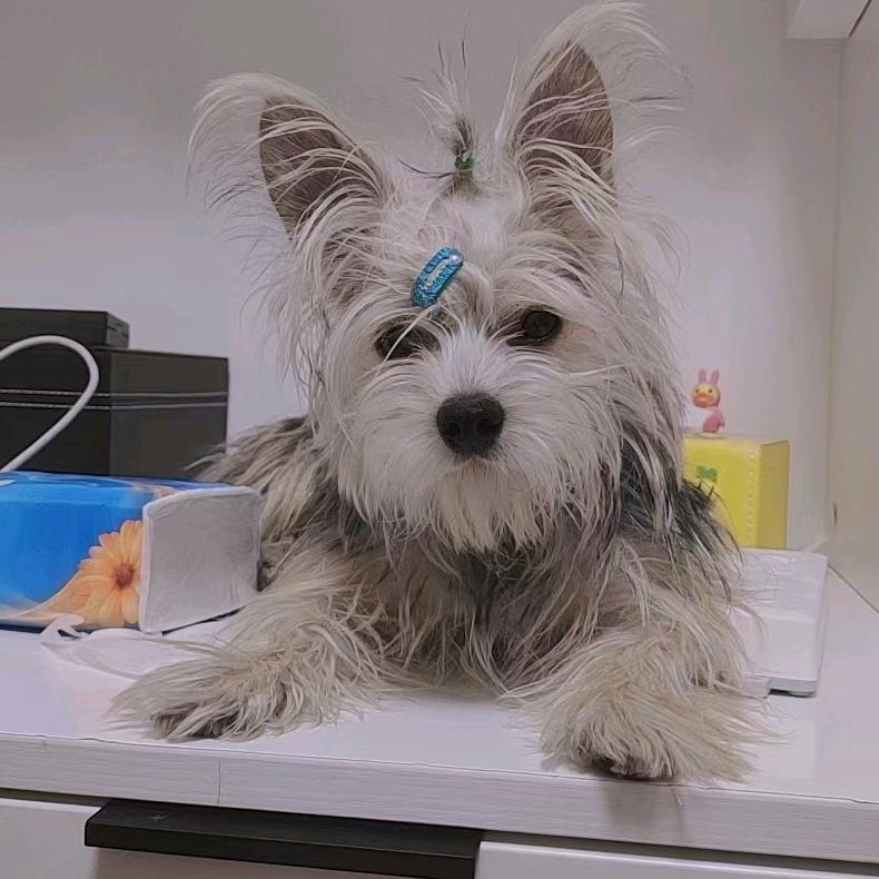 爱国安 爱北京首钢的超哥哥