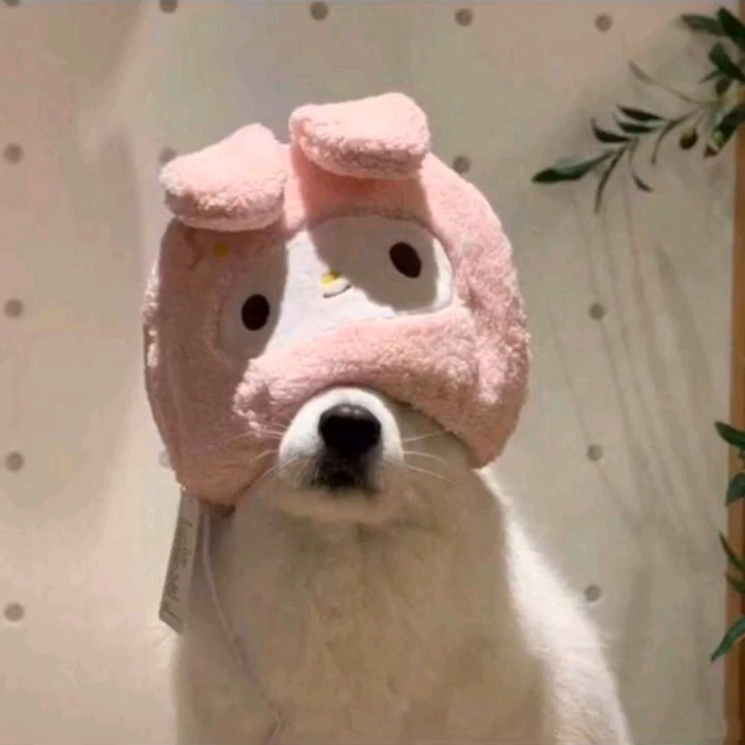 睡不醒就呆呆的💤