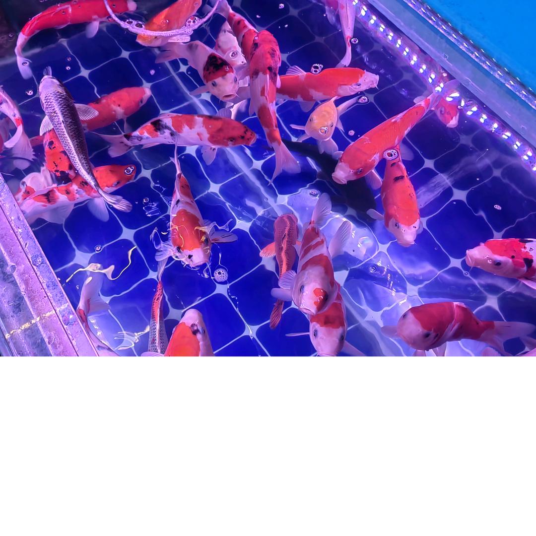 会飞小鱼