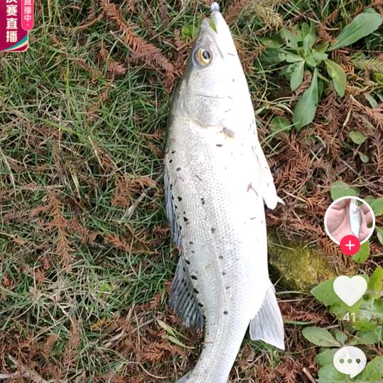 鱼你同乐老洪