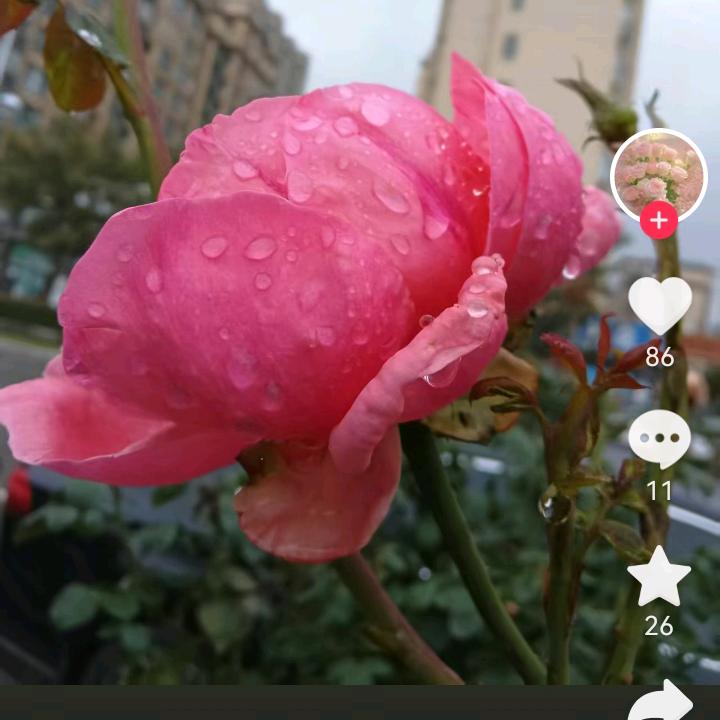 无怨无悔💔💔