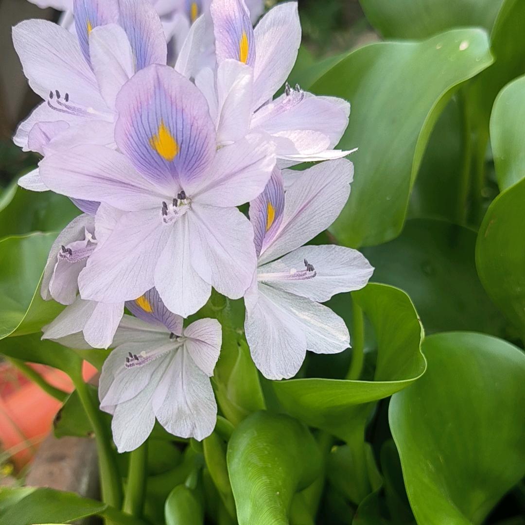 乡村a芳
