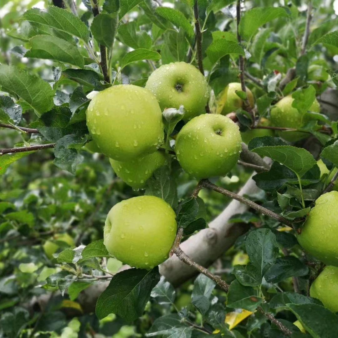 燕燕的农村生活