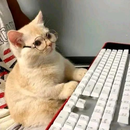 行行都行