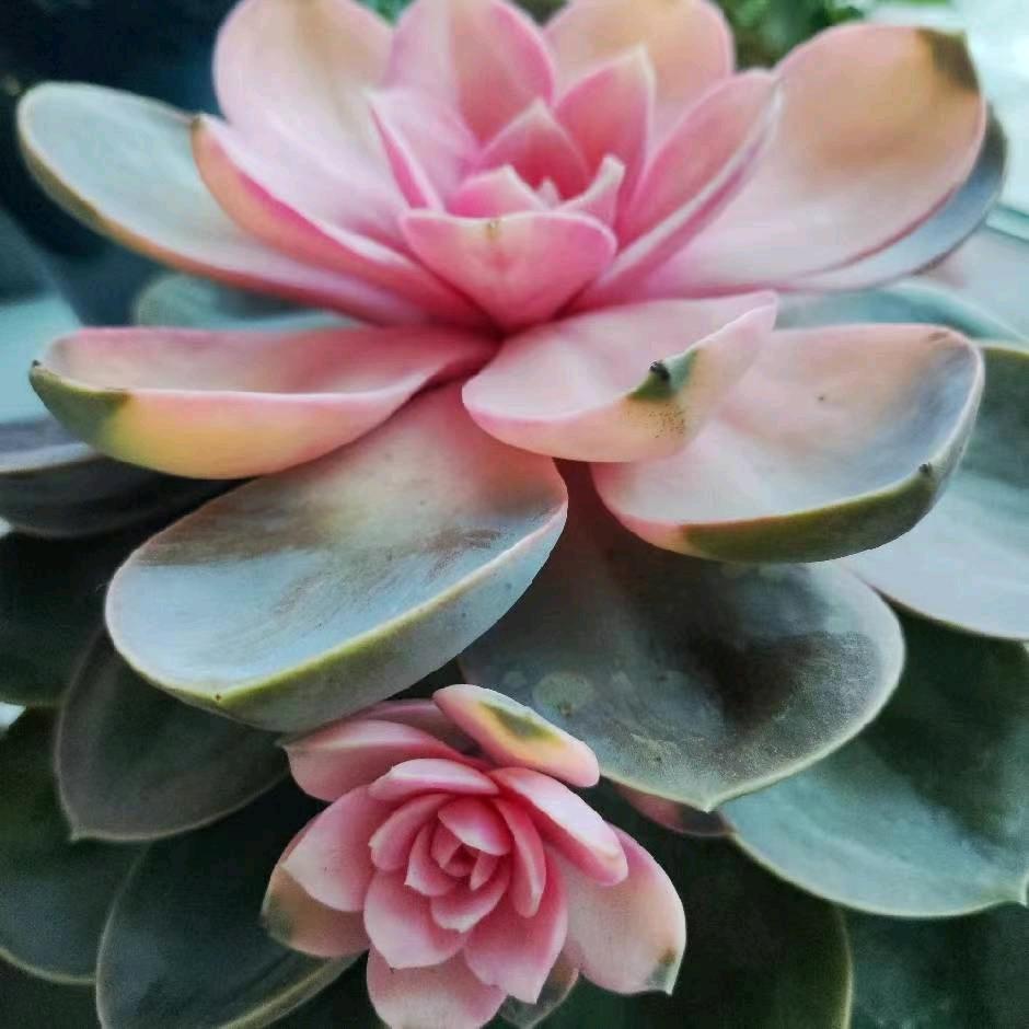 周梦仙昵