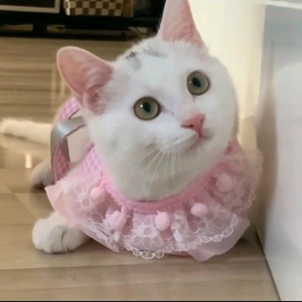 @抗癌胖胖捡只猫