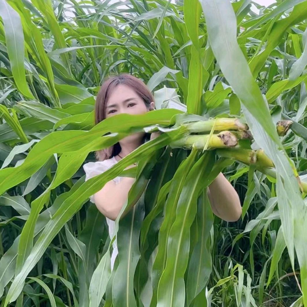 丰盛牧草种子