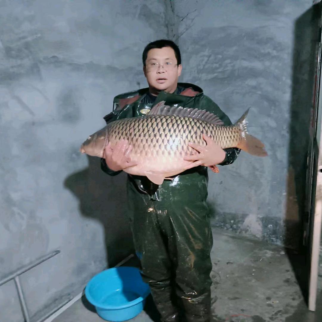 爱逮鱼的厨子