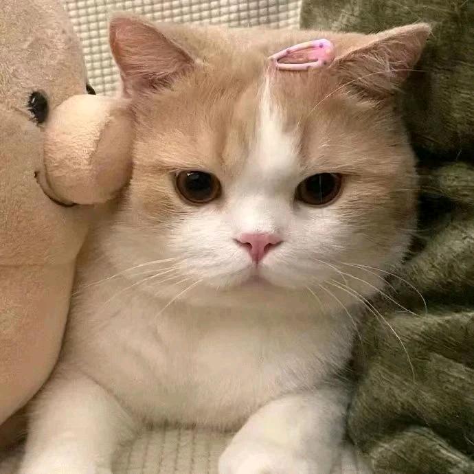 -橘子_-
