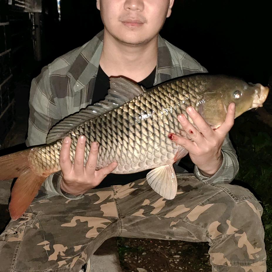 强哥🎣爱养鱼