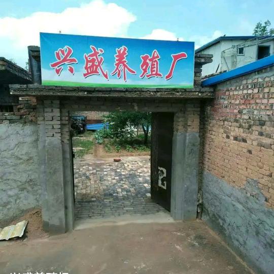 家里有小猪🐷卖