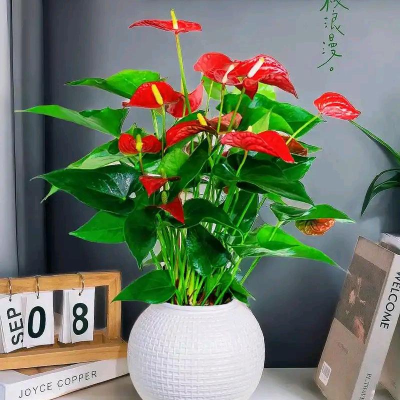 京海花海绿植