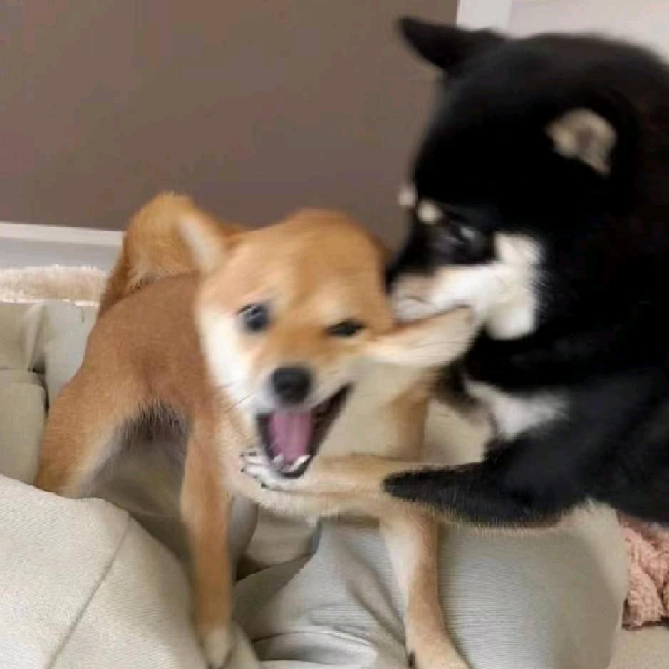 阿呆（减脂版）