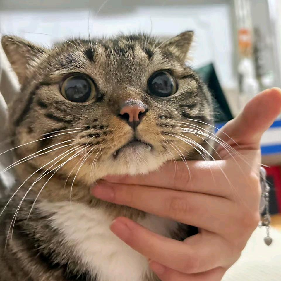 肥鸟先飞