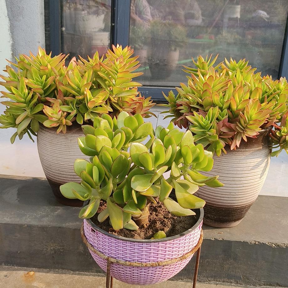 大唐罗姐（抗韵）