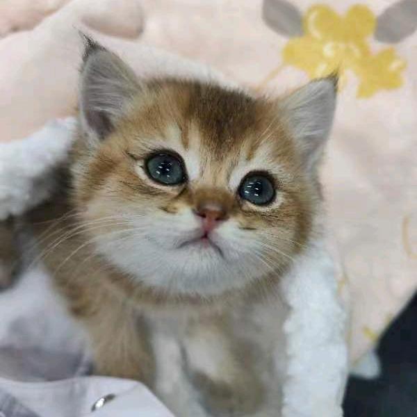 来财是只猫🐱