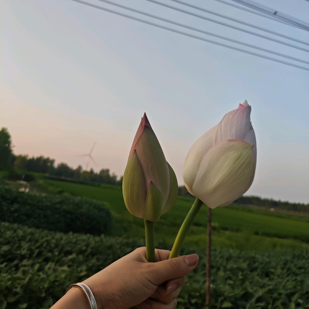 萌姐