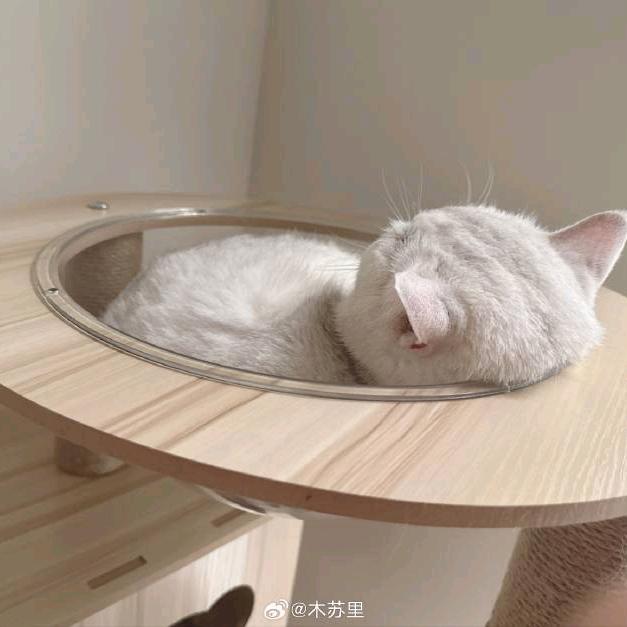 淡淡椰