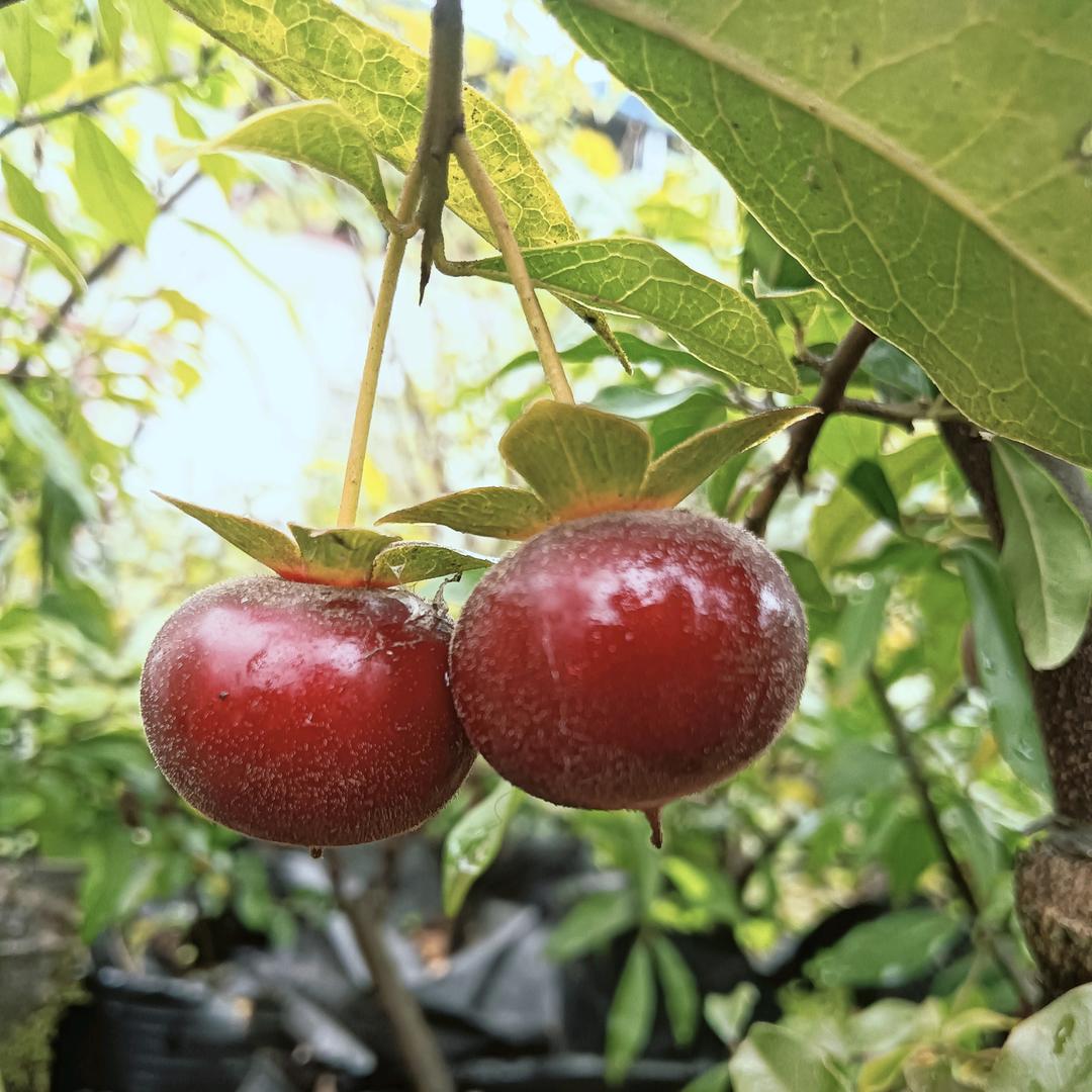 林川川金弹子盆景🪴
