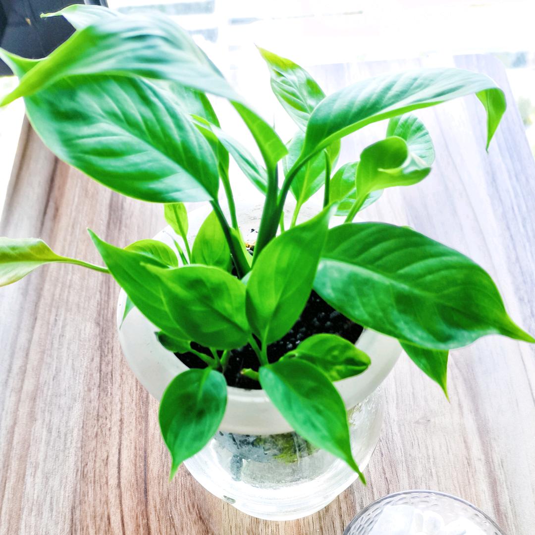 自由🍀富有💰主理人