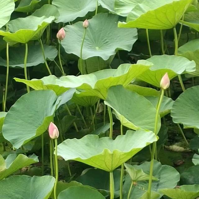 迎春