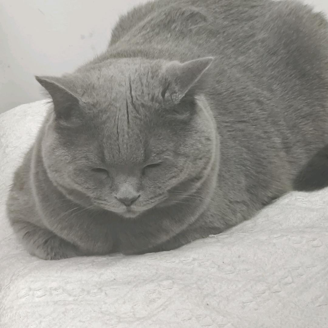 54250