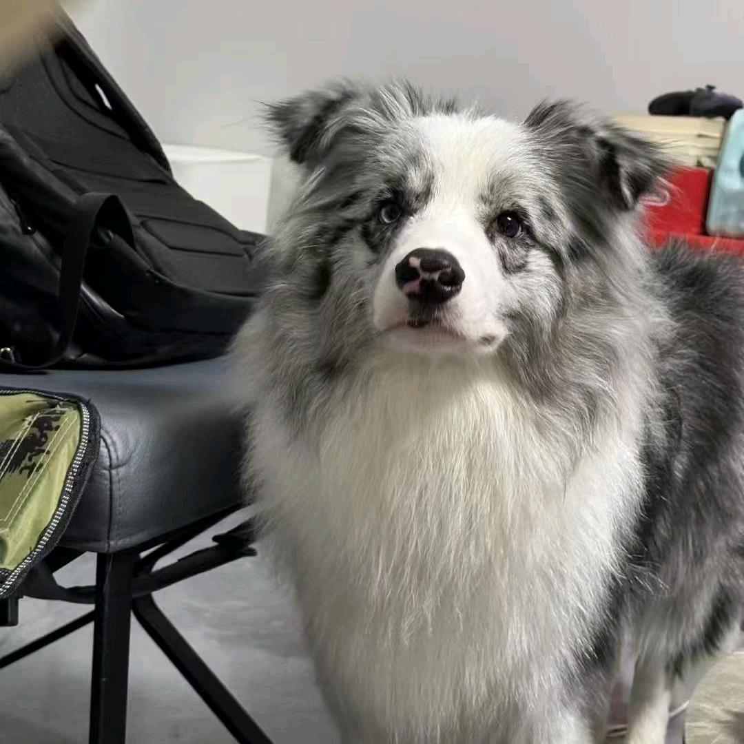 春风家的边牧（直播2号）