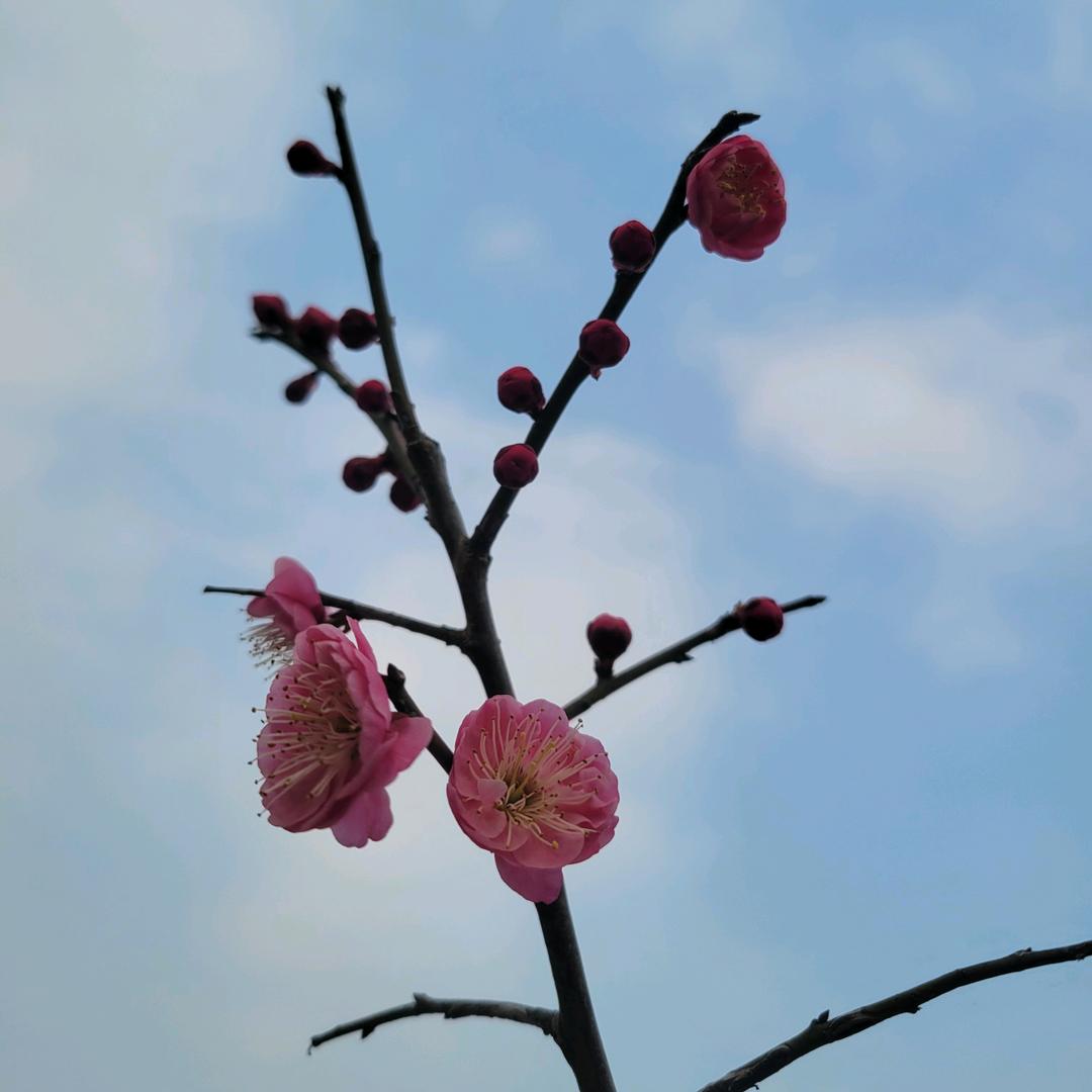 亦菲